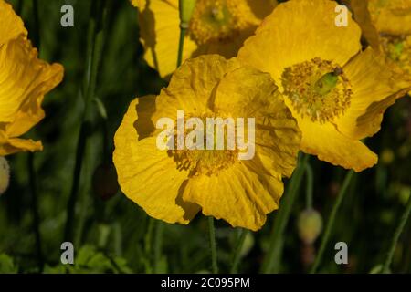 Giallo gallese Poppy numero 3947 Foto Stock