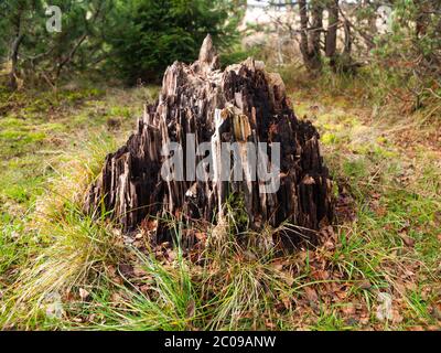 Vecchio ceppo di albero marcio nell'erba Foto Stock