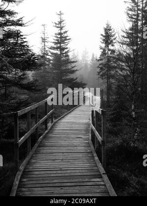 Percorso in legno in torba in bianco e nero, Bozi Dar, Repubblica Ceca Foto Stock