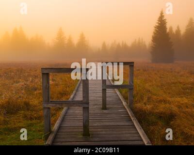 Il sentiero in legno conduce alla foresta, giorno foggy Foto Stock