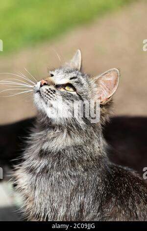 Bellissimi gatti fotografati Foto Stock