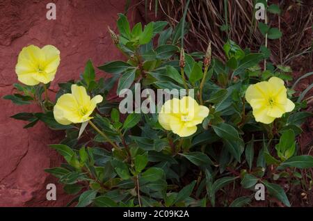 Missouri sera Primrose, Oenotera macrocarpa Foto Stock