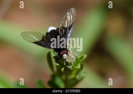 Bee Fly, Ogcodocera leucoprocta, maschio Foto Stock