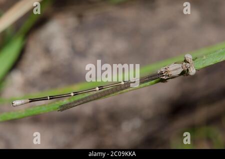 Ballerino con facciata blu, Argia apicalis, maschio tenerale Foto Stock