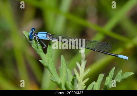 Ballerino con facciata blu, Argia apicalis, maschio Foto Stock