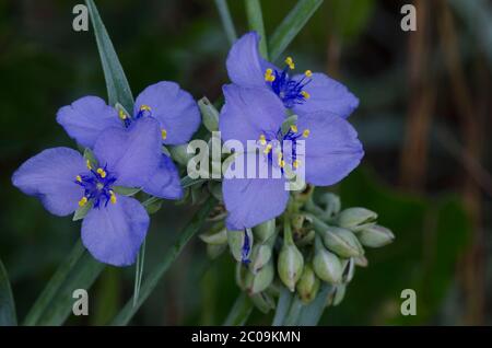 Ohio Spiderwort, Tradescantia ohiensis Foto Stock