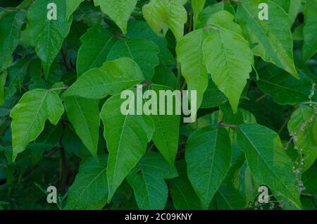 Avvelenamento Ivy, radicani Toxicodendron, foglie Foto Stock
