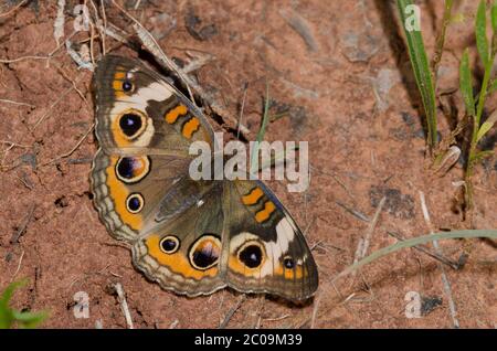 Comune di Buckeye, Junonia coenia Foto Stock