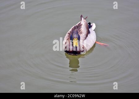 Un'anatra lone del lago nuota in acqua e cerca la sua coppia che è vicino. Foto Stock
