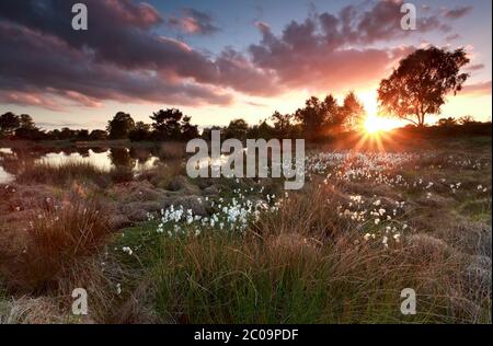 tramonto d'oro sul lago con erba di cotone Foto Stock