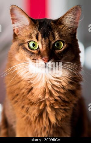 Bellissimo gatto somalo con occhi verdi che si inasprire direttamente alla macchina fotografica. Questo gatto domestico è molto intelligente e fa un animale domestico ideale della famiglia. Foto Stock