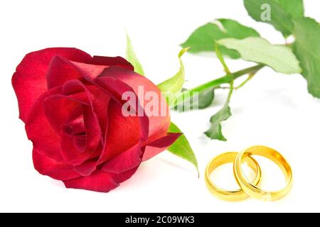 Red Rose e gli anelli di nozze Foto Stock