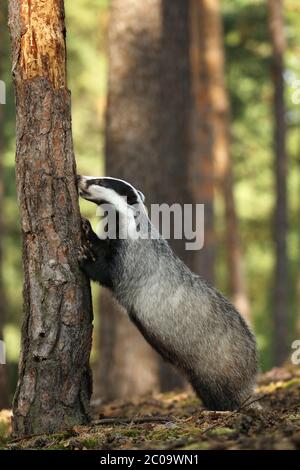 Badger nella foresta, habitat naturale animale, repubblica Ceca, Europa. Scena della fauna selvatica. Wild Badger, Meles meles, animale in legno. Badge europeo. Foto Stock