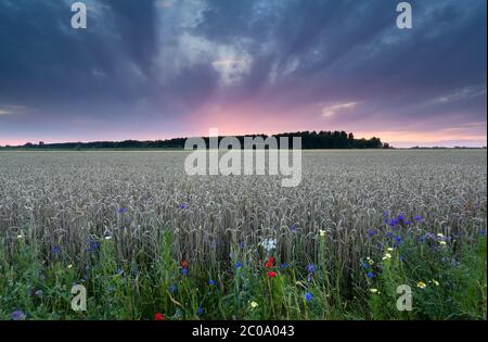 Tramonto su campo di grano in estate Foto Stock