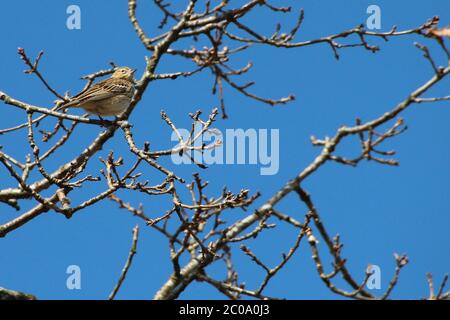 Un pipit di albero (Anthus trivialis), che canta da un albero nella campagna del Renfrewshire. Foto Stock