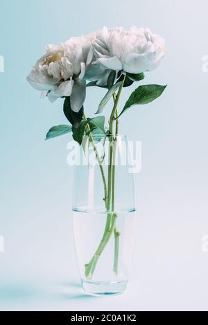 bouquet di peonie bianche in vaso di vetro su sfondo blu Foto Stock