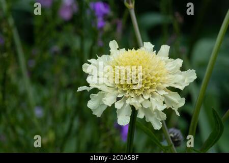 In prossimità di una crema puntaspilli (scabiosa ochroleuca) fiore in fiore Foto Stock