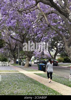Alberi Jacaranda in fiore su una strada residenziale a Culver City, CA Foto Stock
