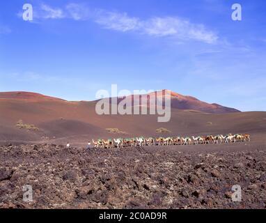 Passeggiate in cammello, Parco Nazionale Timanfaya, Lanzarote, isole Canarie, Regno di Spagna Foto Stock