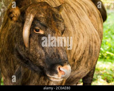 Zubron - ibrido di bovini domestici e bisonti europei (wisent) Foto Stock