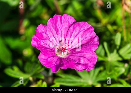 Geranio sanguineum 'Ankum's Pride' una pianta rosa erbacea perenne primavera fiore estivo comunemente noto come Cranesbill Foto Stock