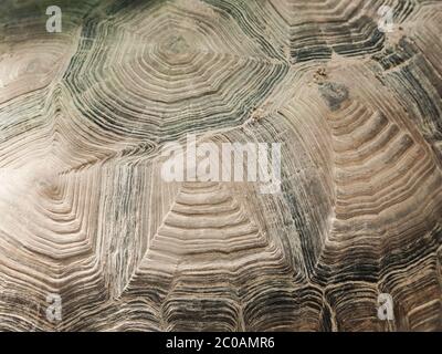 Texture ravvicinata della calotta tartaruga. Abystrae forme naturali. Foto Stock