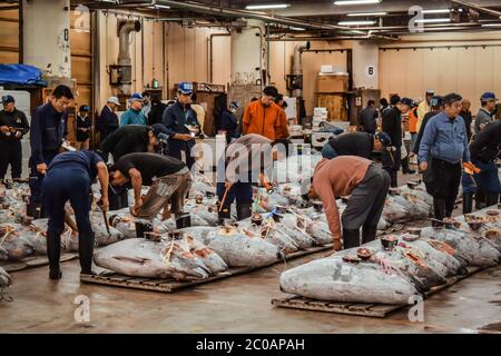Acquirenti professionisti di pesce che ispezionano il tonno congelato in un'asta di tonno sul mercato del pesce di Tsukiji a Tokyo Foto Stock