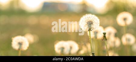Floristry, giorno delle donne, giorno della madre, giorno di San Valentino, concetto di festa - prato banner con dente di leone e fiori selvatici sagome sullo sfondo di raggi Foto Stock