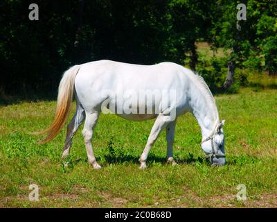 Stallone bianco Lipizzaner che pascolano su un prato in giornata di sole, Lipica, Slovenia Foto Stock