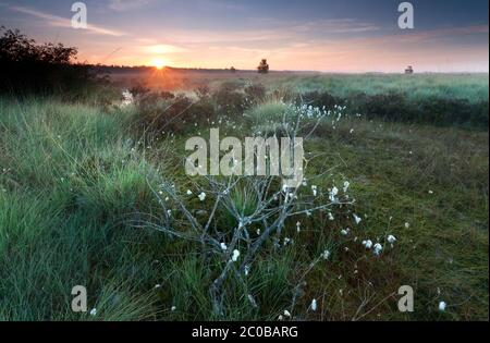bella alba sulla palude in estate Foto Stock