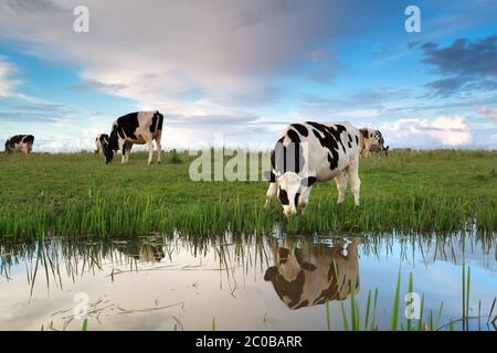 Le mucche al pascolo su terreni adibiti a pascolo da River Foto Stock