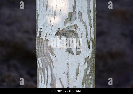 vecchia struttura in legno con vernice bianca su sfondo grigio Foto Stock