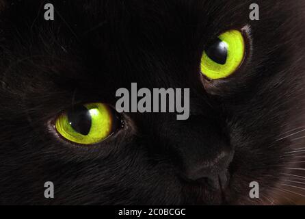 Gatto nero ti guarda con occhi verdi luminosi Foto Stock