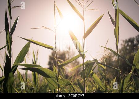 Luce del sole che brilla attraverso stocchi di mais Foto Stock