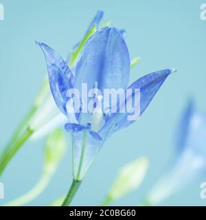 Brodiaea fiore Foto Stock