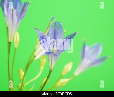 Brodiaea fiore Foto Stock