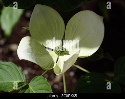 Primo piano di fiore cornus. Cornus Cornus cousa è anche conosciuto come dogwood giapponese o Venere. Foto Stock