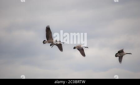 Gaggle di Geese Canadese Migrando sfondo da sogno Foto Stock