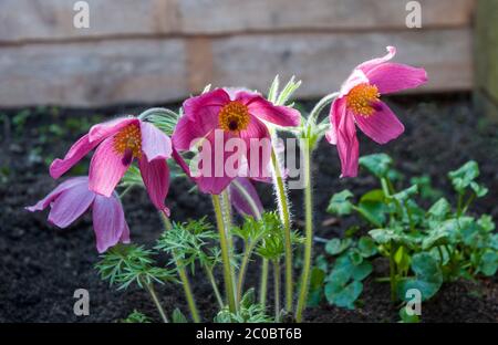 Pulsatilla vulgaris Rubra o Pasque fiore con fiori rossi in primavera. Un grumo che forma perenne diciduo che è completamente duro. Foto Stock