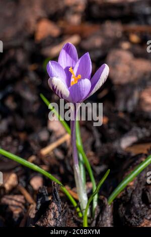 Crocus chrysanthus 'Spring Beauty' una pianta di fiori porpora primaverile Foto Stock