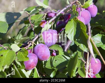 I rami di un albero di prugna con frutti maturi Foto Stock