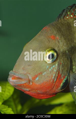 Verticale a cichlid Foto Stock