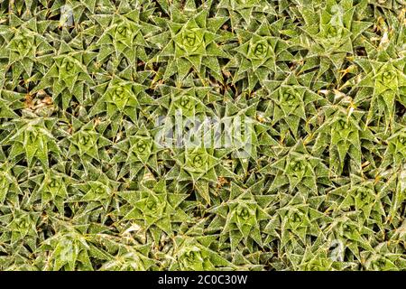 Bromuria macinata (Abromeitiella brevifolia) Foto Stock