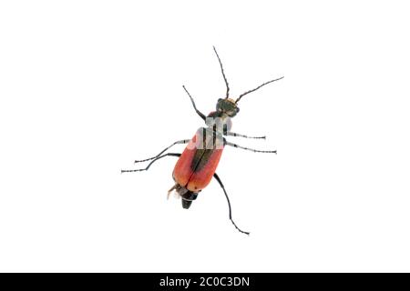 Bug rosso nero su sfondo bianco Foto Stock