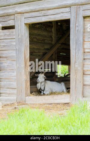 Capra che giace in una sty di legno Foto Stock