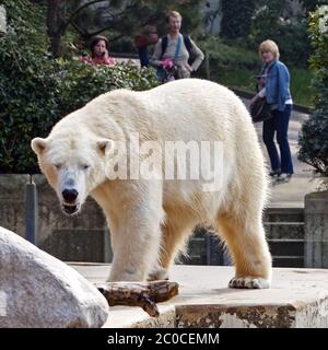 Orso polare (Ursus maritimus), Wuppertal Foto Stock