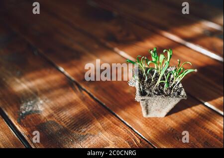 Germogli freschi, pianta di semina in vaso biodegradabile. Vegetali, frutta, o fiori, spreco zero. Problemi ambientali. Salva la natura. Eco garde Foto Stock