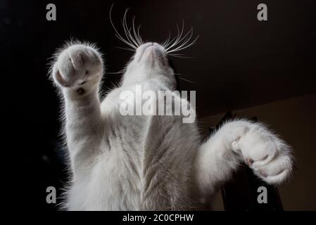 Un gatto bianco e nero visto dal basso Foto Stock