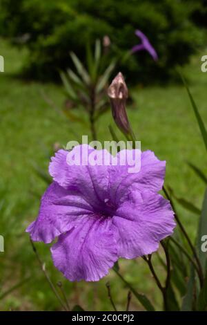 Petunias messicani piuttosto viola. Ornamentale grazioso per i iarde o giardini ma può essere invasivo Foto Stock