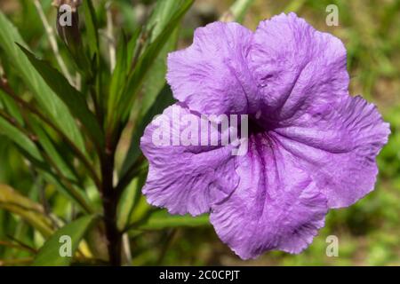 Petunias messicani piuttosto viola. Ornamentale grazioso per i iarde o giardini ma può essere invasivo Foto Stock